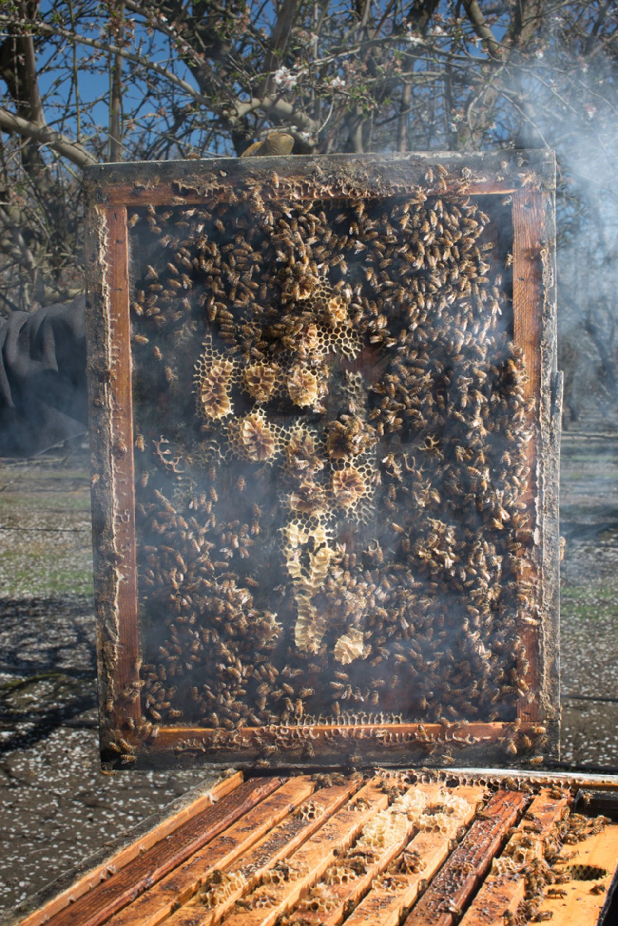 Bees in a beehive in Central Valley, California, Ilona Szwarc, Los Angeles lifestyle photographer. . 