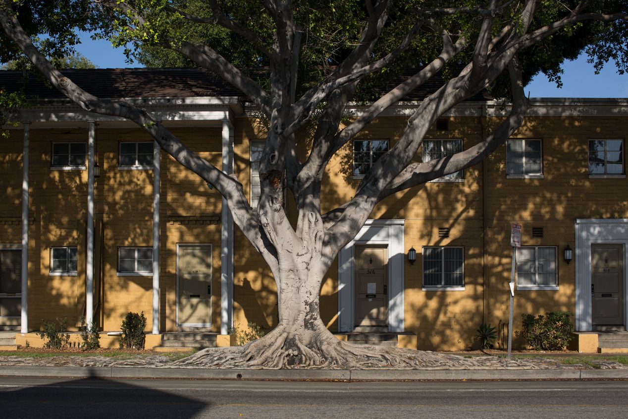 Large tree casting a shadow on a yellow building, lifestyle photography, Ilona Szwarc, Los Angeles.