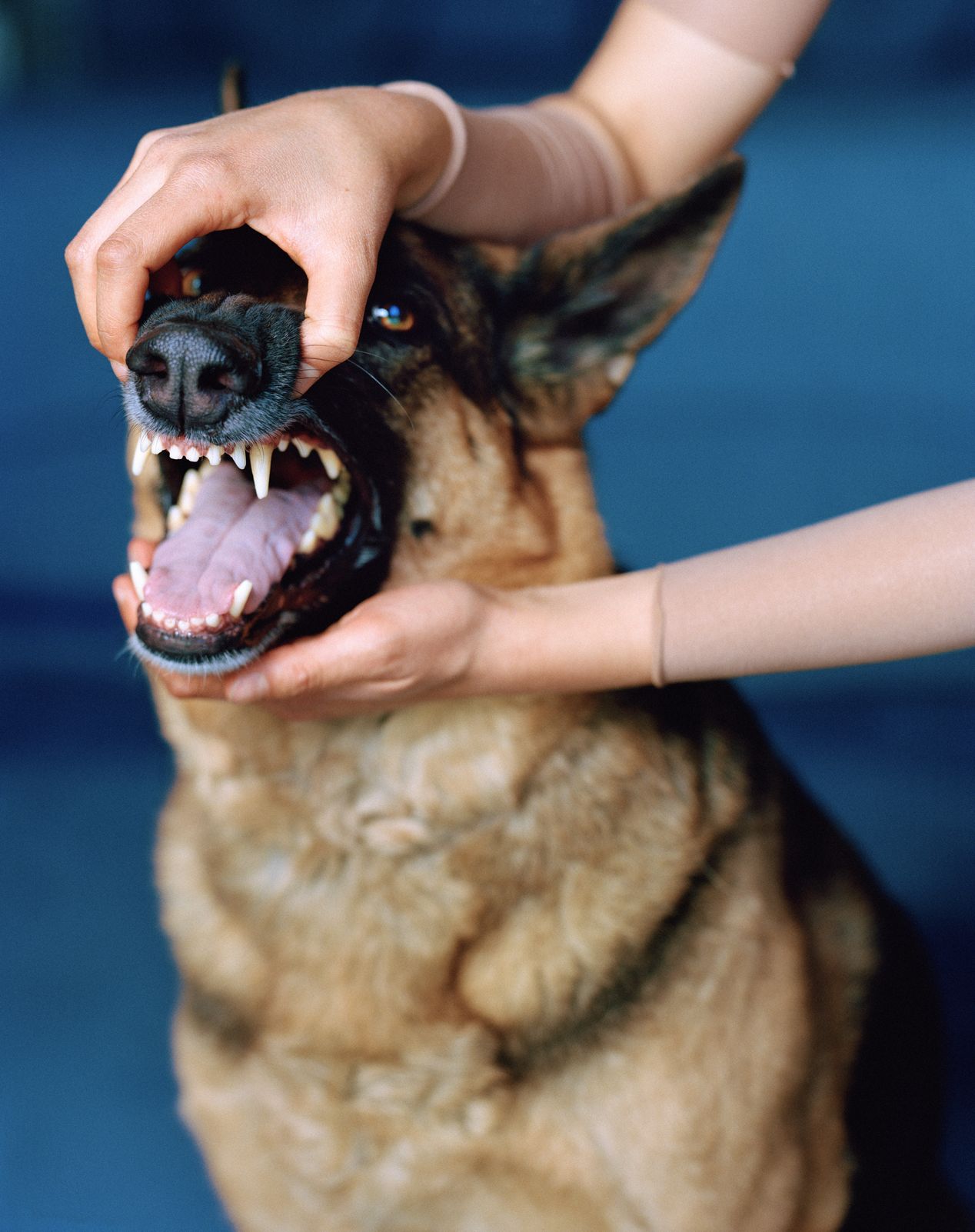 A pair of hands is holding a dog's mouth open, art photography, Ilona Szwarc, contemporary Los Angeles artist.